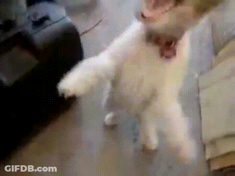 A Close Up Of A Dog 'S Paws With A Blurry Background GIF