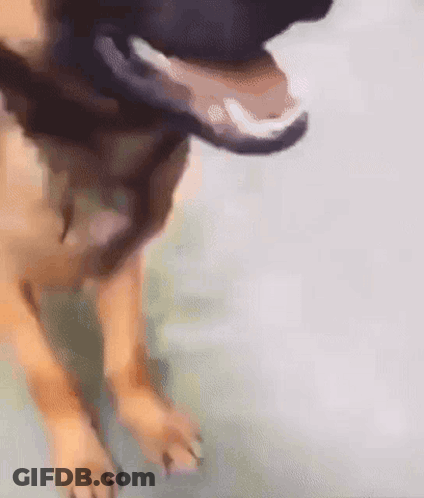 A Close Up Of A Dog 'S Paws With Its Tongue Hanging Out . GIF