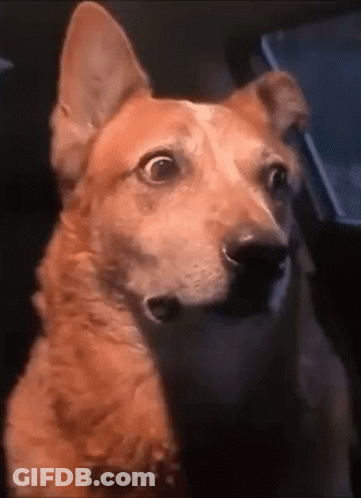 A Close Up Of A Dog Sitting In The Back Seat Of A Car Looking At The Camera . GIF