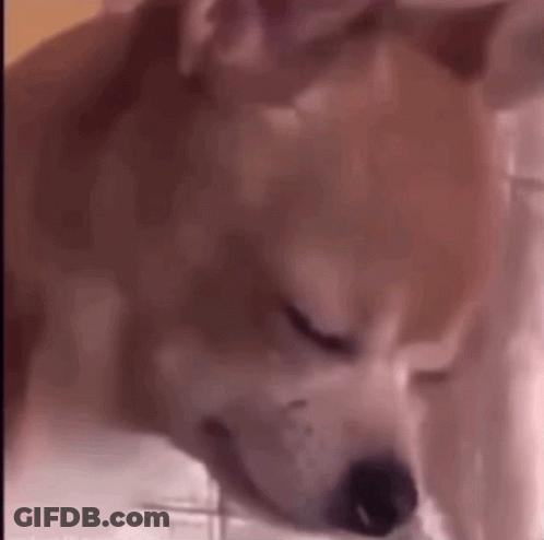 A Close Up Of A Dog Sleeping On A Bed With Its Eyes Closed . GIF