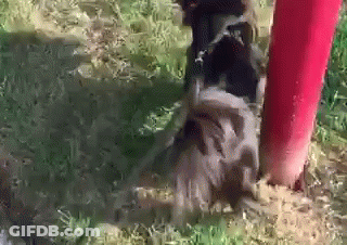 A Close Up Of A Dog Standing Next To A Red Pole . GIF