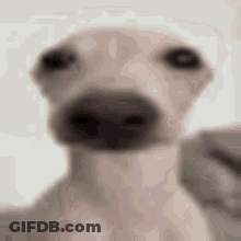 A Close Up Of A Dog Taking A Selfie . GIF