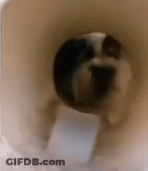 A Close Up Of A Dog Walking Through A Tube . GIF