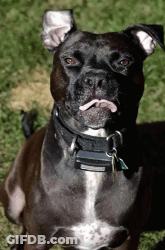 A Close Up Of A Dog Wearing A Collar With A Tag That Says Collar GIF