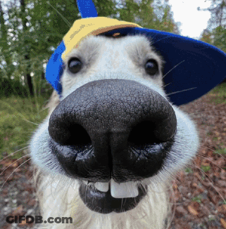 A Close Up Of A Dog Wearing A Hat GIF