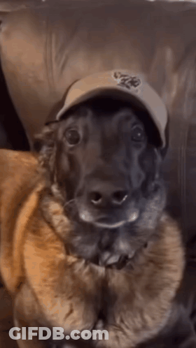 A Close Up Of A Dog Wearing A Hat That Says Nyc On It GIF