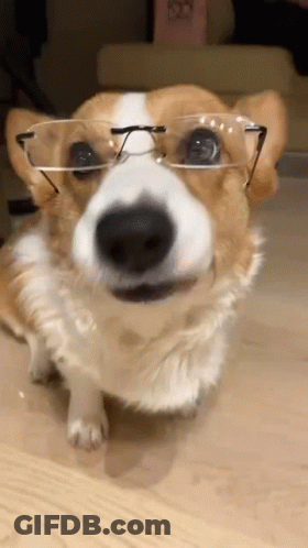 A Close Up Of A Dog Wearing Glasses On A Table . GIF