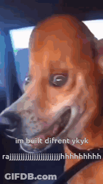 A Close Up Of A Dog With A Caption That Says Im Built Different Ykkyk GIF