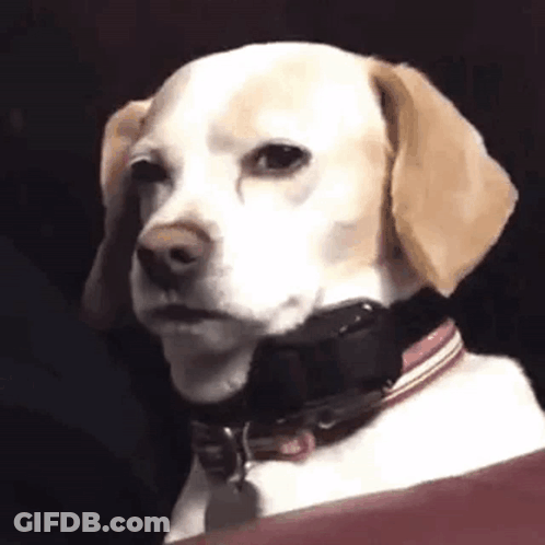 A Close Up Of A Dog With A Collar Around Its Neck . GIF