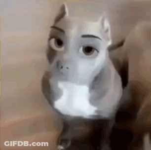 A Close Up Of A Dog With A Woman 'S Face On Its Face . GIF