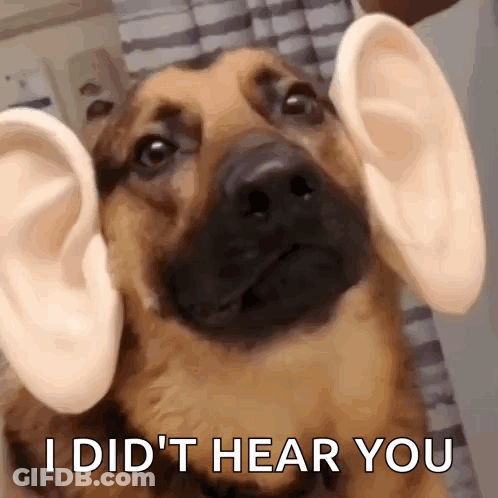A Close Up Of A Dog With Fake Ears And The Words `` I Did 'T Hear You '' GIF