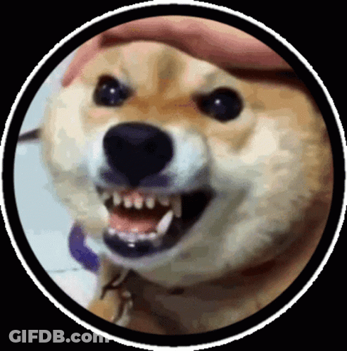 A Close Up Of A Dog With Its Mouth Open And Teeth Showing GIF
