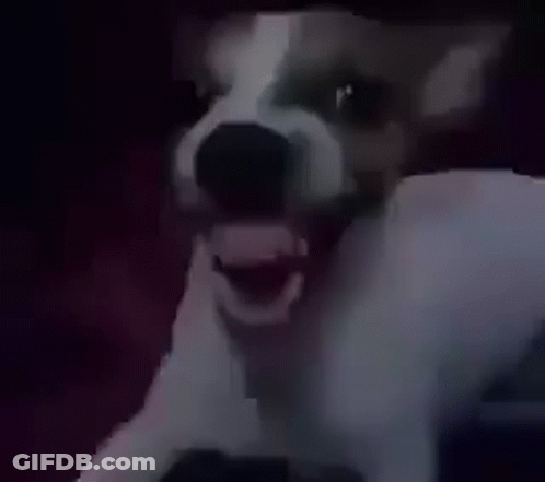 A Close Up Of A Dog With Its Mouth Open And Teeth Visible . GIF
