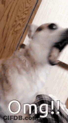 A Close Up Of A Dog With Its Mouth Open And The Word Omg Written Next To It . GIF