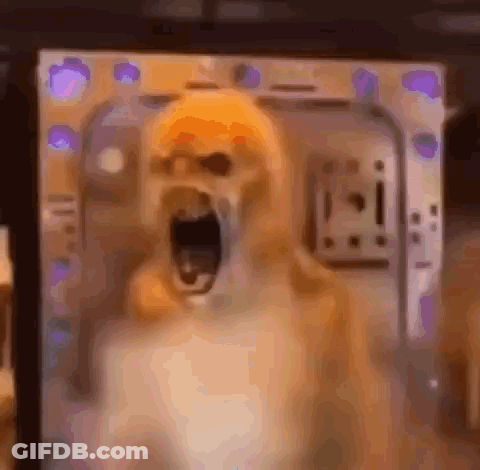 A Close Up Of A Dog With Its Mouth Open In A Room . GIF