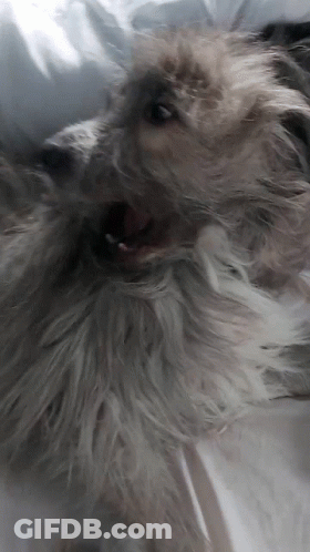 A Close Up Of A Dog With Its Mouth Open Looking At The Camera GIF