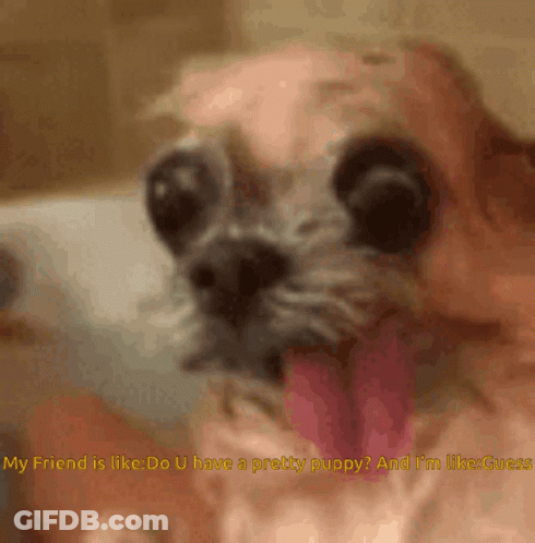 A Close Up Of A Dog With Its Tongue Hanging Out And The Words My Friend Is Like GIF