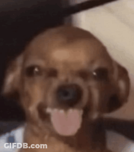 A Close Up Of A Dog With Its Tongue Hanging Out . GIF