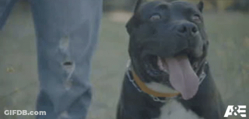 A Close Up Of A Dog With The Letters A & E Visible GIF