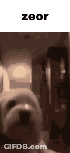 A Close Up Of A Dog With The Word Zeor Written Above It GIF