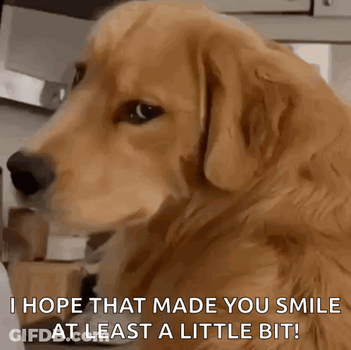 A Close Up Of A Dog With The Words `` I Hope That Made You Smile At Least A Little Bit '' GIF