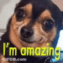 A Close Up Of A Dog With The Words I 'M Amazing On It GIF