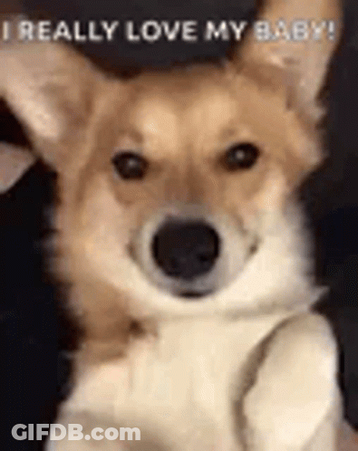 A Close Up Of A Dog With The Words `` I Really Love My Baby '' . GIF