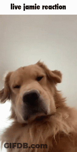 A Close Up Of A Dog With The Words Live Jamie Reaction Below It GIF