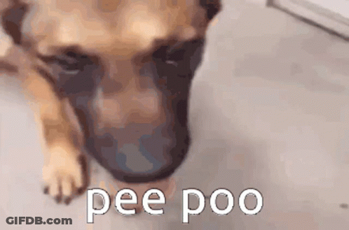 A Close Up Of A Dog With The Words Pee Poo Written On It GIF