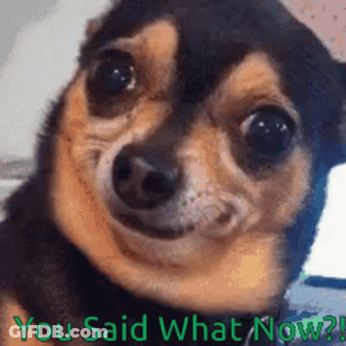 A Close Up Of A Dog With The Words " You Said What Now " GIF