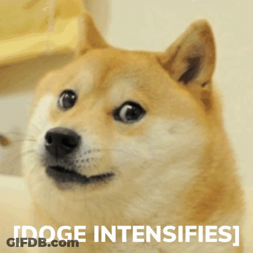A Close Up Of A Doge With The Words Doge Intensifies Behind It GIF