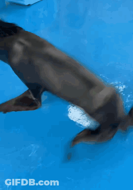A Close Up Of A Dolphin 'S Tail In Blue Water GIF