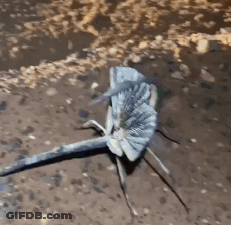 A Close Up Of A Dragonfly Sitting On The Ground . GIF