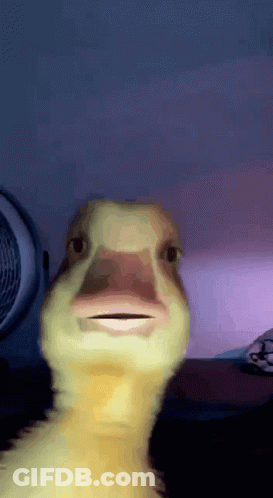 A Close Up Of A Duck Looking At The Camera GIF