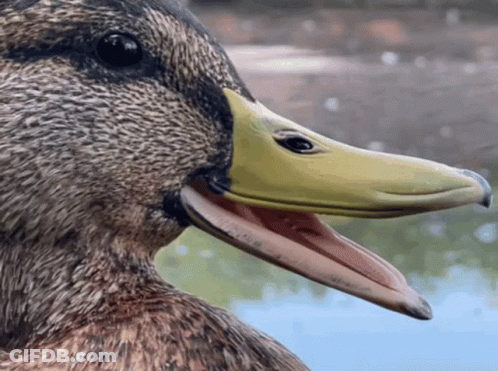 A Close Up Of A Duck 'S Face With Its Mouth Open GIF