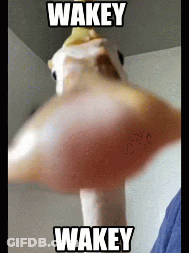A Close Up Of A Duck 'S Head With The Words Wakey Wakey Above It GIF