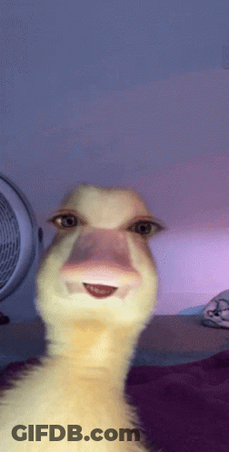 A Close Up Of A Duck With A Pink Nose GIF