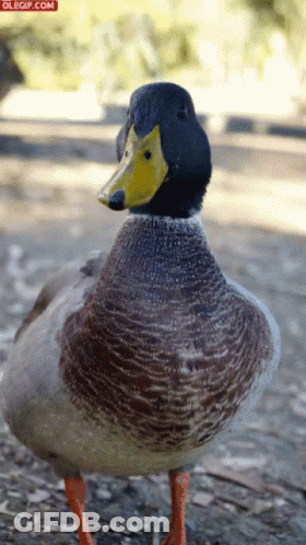 A Close Up Of A Duck With A Yellow Beak And The Words Olegif.com On The Bottom Right GIF