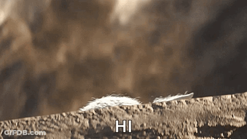 A Close Up Of A Feather With The Words Hi Written On It GIF