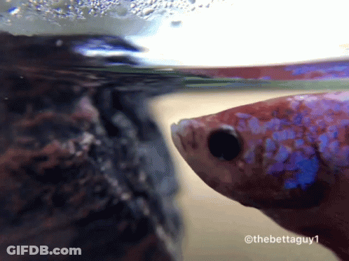 A Close Up Of A Fish In A Tank With The Watermark Of Thebettaguy1 GIF
