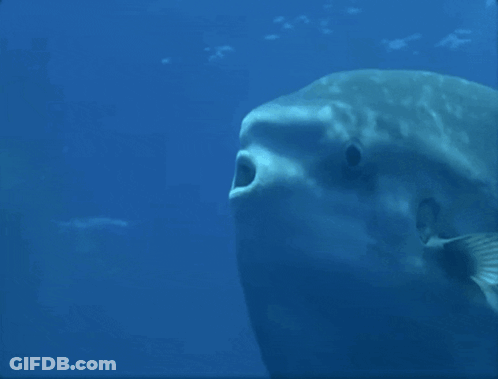 A Close Up Of A Fish In The Ocean GIF