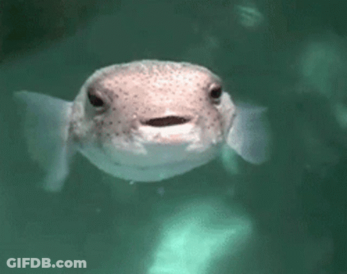 A Close Up Of A Fish In The Water With Bubbles Coming Out Of Its Mouth GIF