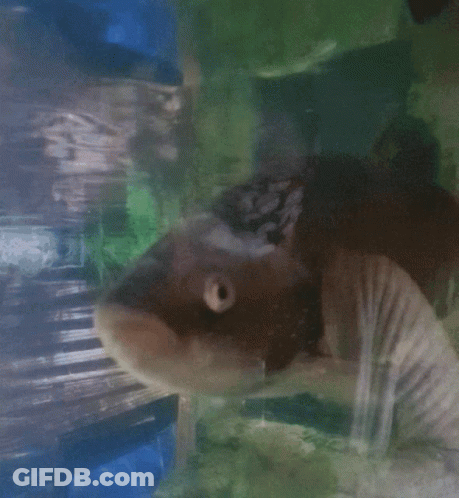 A Close Up Of A Fish Swimming In A Tank With A Green Background GIF