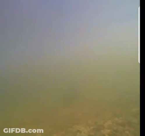 A Close Up Of A Fish Swimming In The Water GIF