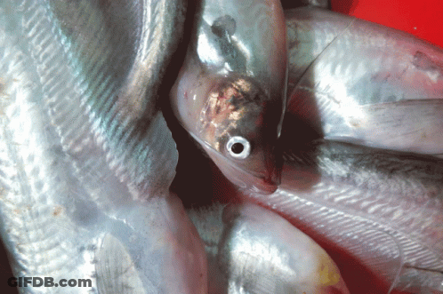 A Close Up Of A Fish With A Small Hole In Its Eye GIF
