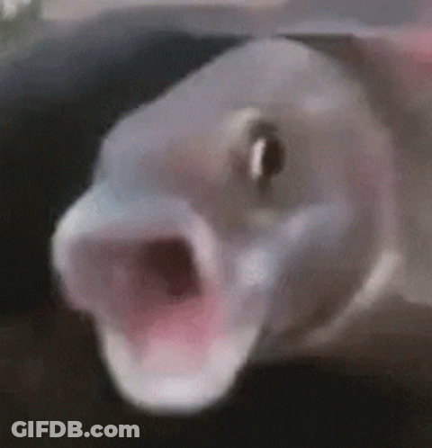 A Close Up Of A Fish With Its Mouth Open And Its Eyes Closed . GIF