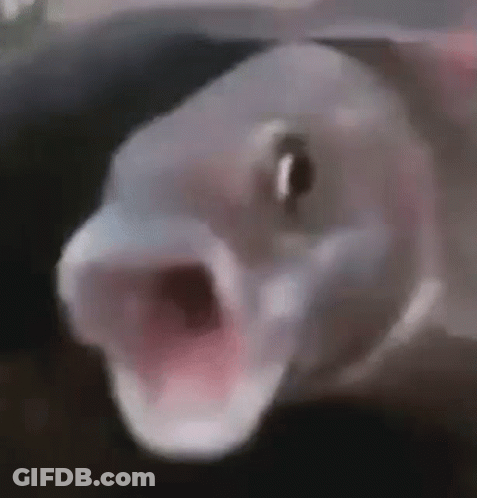 A Close Up Of A Fish With Its Mouth Open And Looking At The Camera . GIF