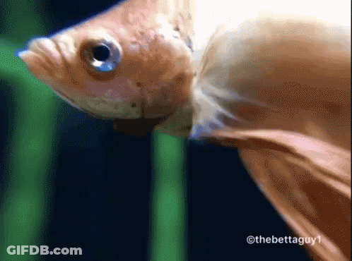 A Close Up Of A Fish With The Hashtag Thebettaguy1 GIF