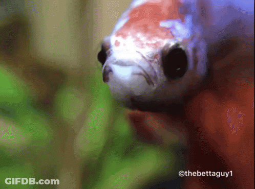 A Close Up Of A Fish With The Hashtag Thebettaguy1 At The Bottom GIF