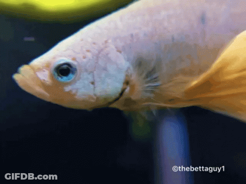 A Close Up Of A Fish With The Hashtag Thebettaguy1 On The Bottom GIF